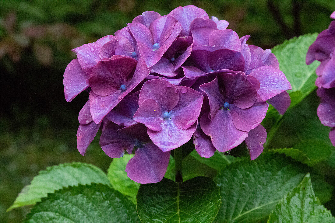 Großblättrige Hortensie in den Gärten von Dunvegan Castle im Norden der Isle of Skye.