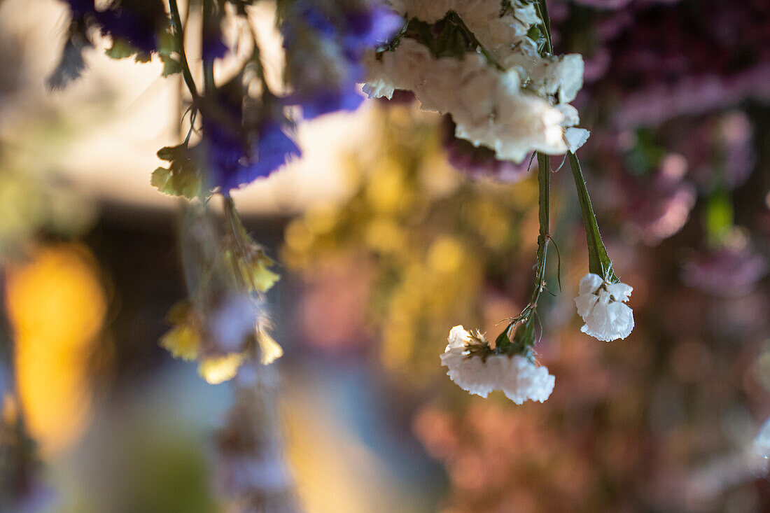 Bunch of dried flowers on display at gift shop