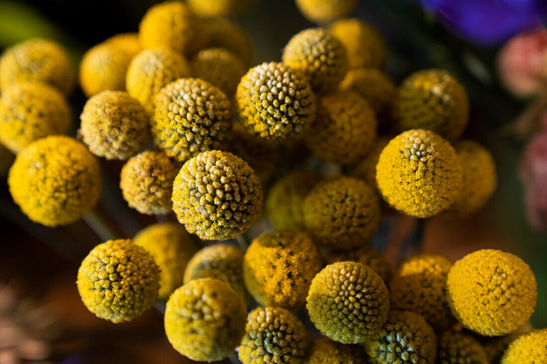 Strauß runder gelber dekorativer Trockenblumen