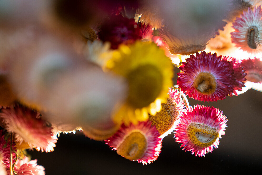 Close-up shot of bunch of pink and yellow dry flowers on dark background