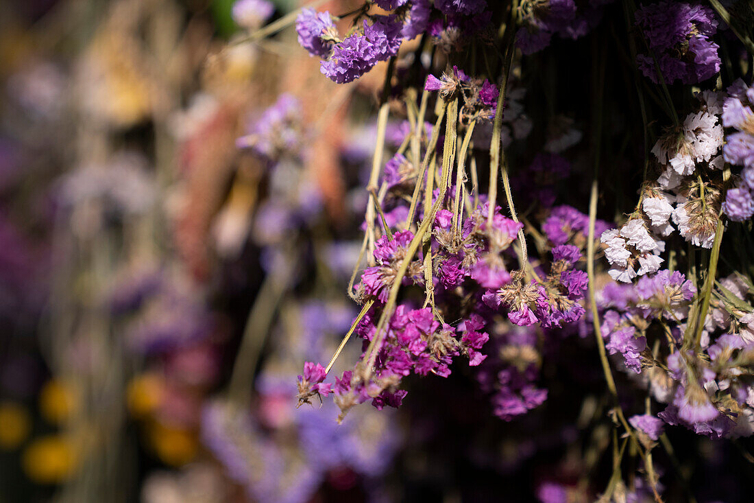 Close-up shot of wreath of purple dried flowers inside an interior design shop