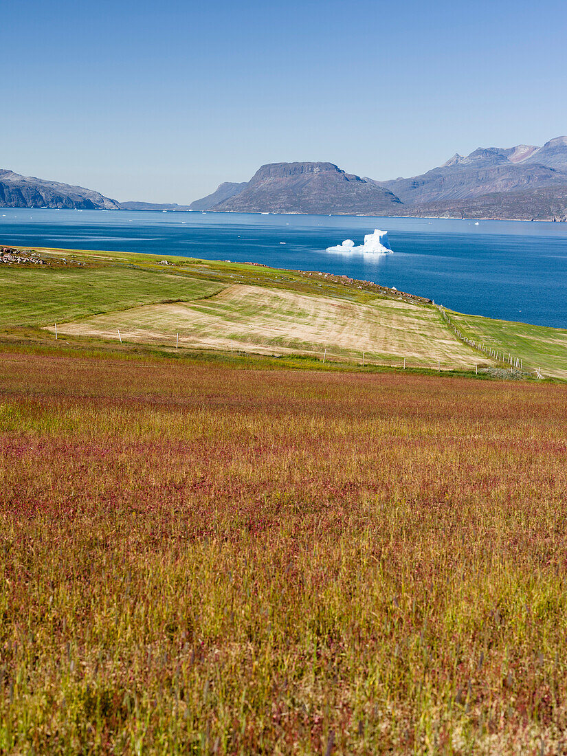 Agriculture and sheep farming near Itilleq in South Greenland at the shore of Eiriksfjord.