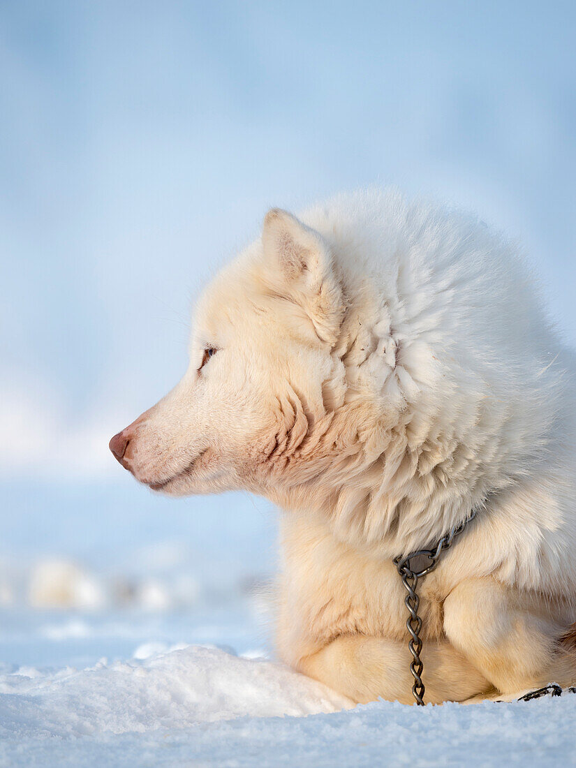 Schlittenhund im Winter in Uummannaq in Grönland. Die Hundegespanne sind Zugtiere für die Fischer und bleiben den ganzen Winter über auf dem Meereis des Fjordes. Grönland, Dänemark.