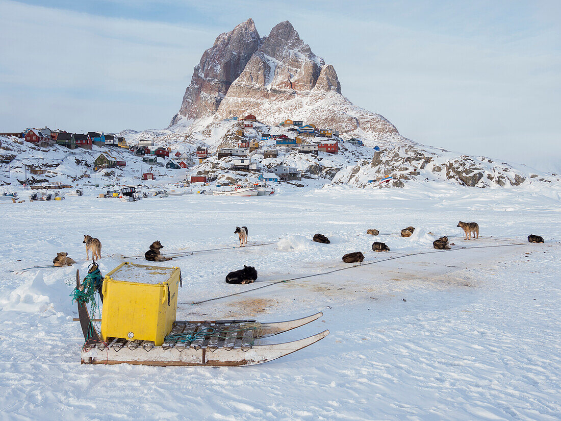 Schlittenhundegespann während des Winters in Uummannaq in Grönland. Hundegespanne sind Zugtiere für die Fischer und bleiben den ganzen Winter über auf dem Meereis des Fjordes. Grönland, Dänemark.