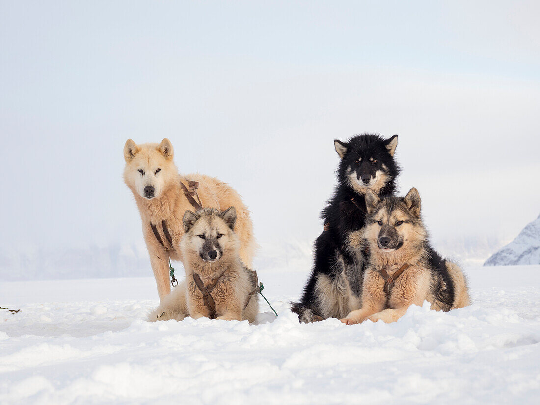 Schlittenhund während des Winters in Uummannaq in Grönland. Die Hundegespanne sind Zugtiere für die Fischer und überwintern auf dem Meereis des Fjordes. Grönland, Dänemark.