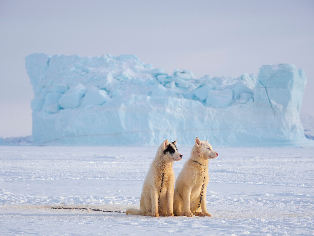 Schlittenhund während des Winters in Uummannaq in Grönland. Die Hundegespanne sind Zugtiere für die Fischer und überwintern auf dem Meereis des Fjordes. Grönland, Dänemark.