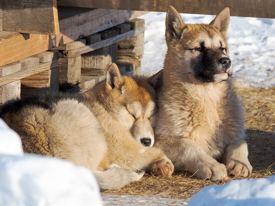 Sled dogs in town. Winter in Ilulissat on the shore of Disko Bay. Greenland, Denmark