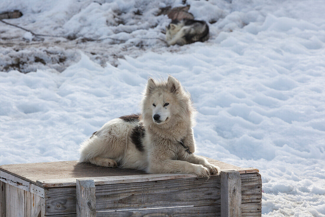 Greenland, Disko Bay, Ilulissat, Greenland Sled Dogs, Canis lupis familiaris