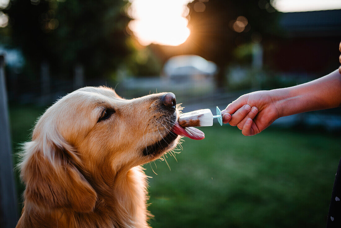 Dog licking ice lolly