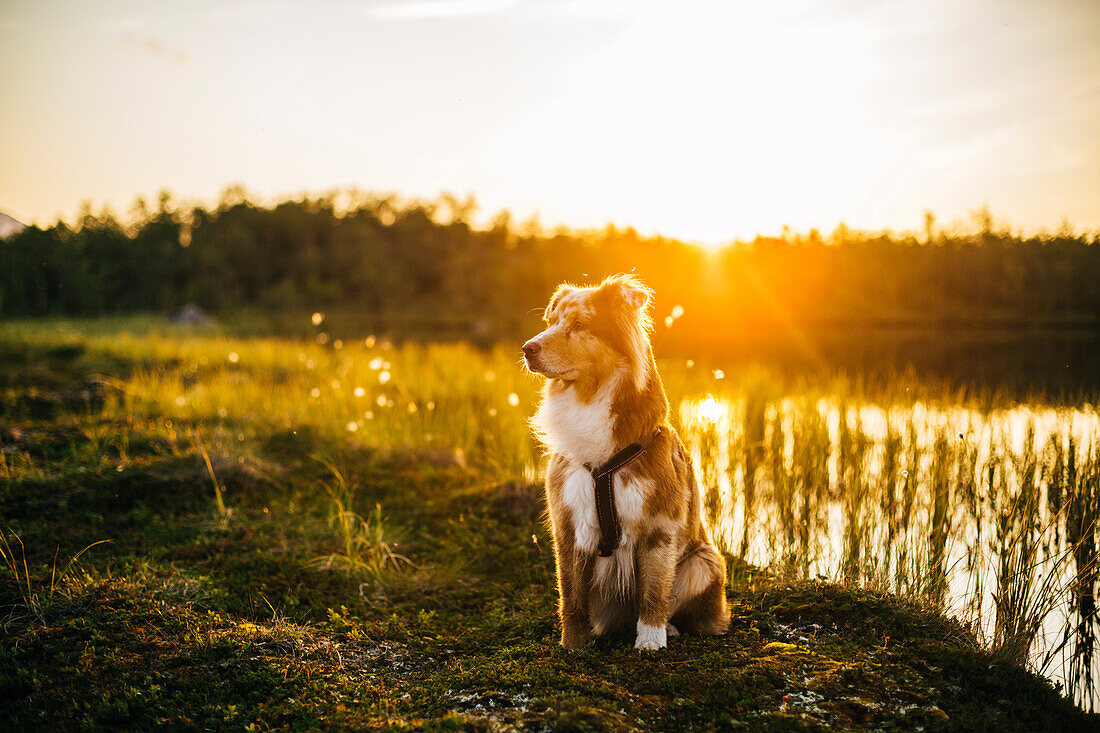 Dog sitting at lake