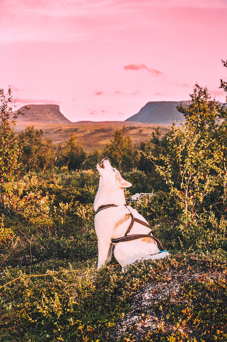 View of dog howling