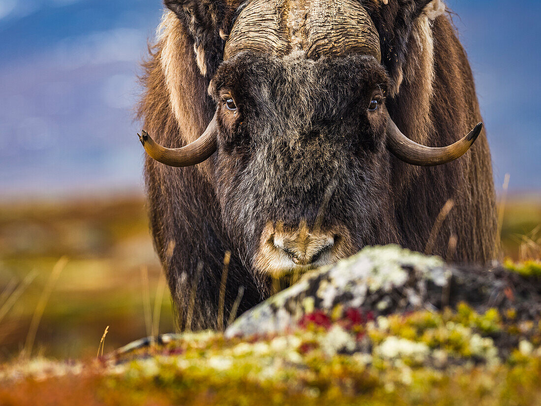 Bison looking at camera