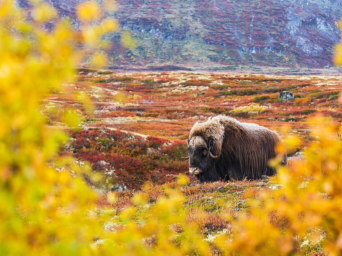 Bison standing on meadow