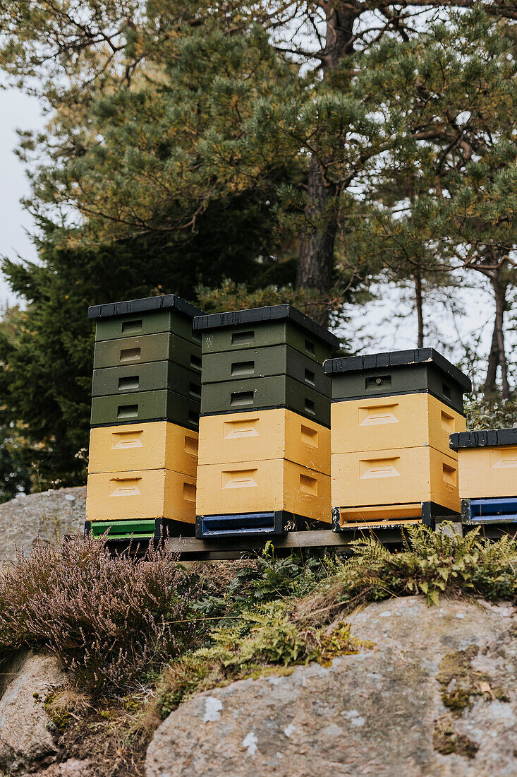 Niedriger Blickwinkel auf Bienenstöcke