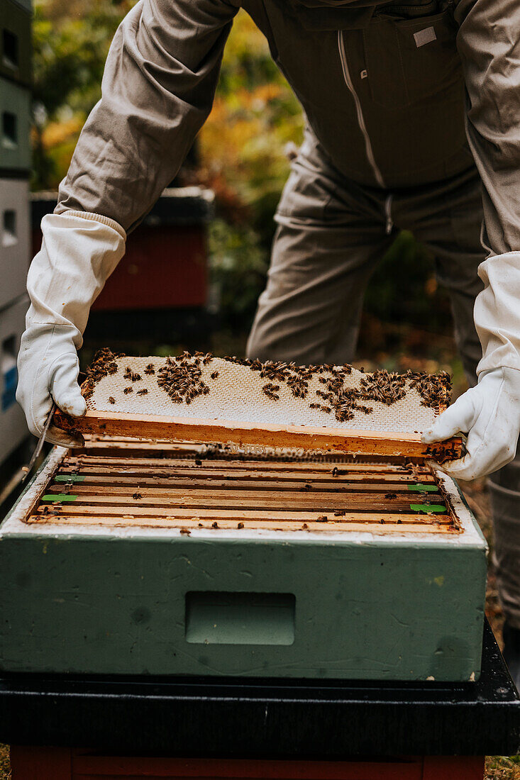 Imker hält Rähmchen des Bienenstocks