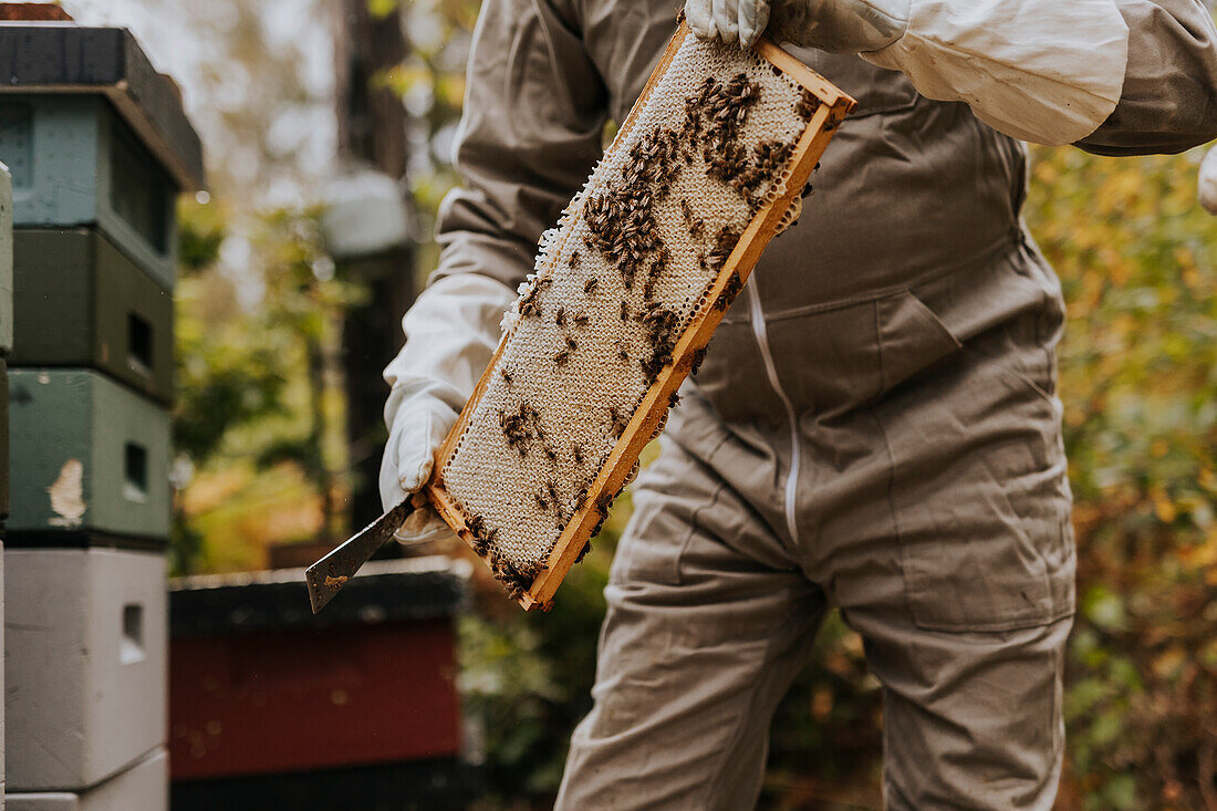 Imker hält Rähmchen des Bienenstocks