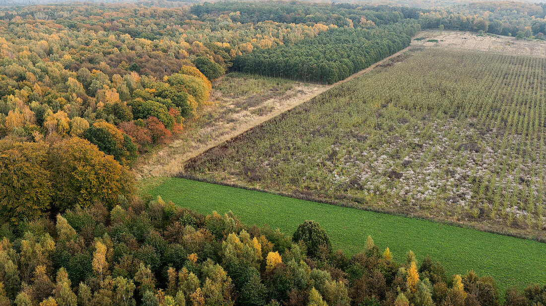 Aerial view of forest