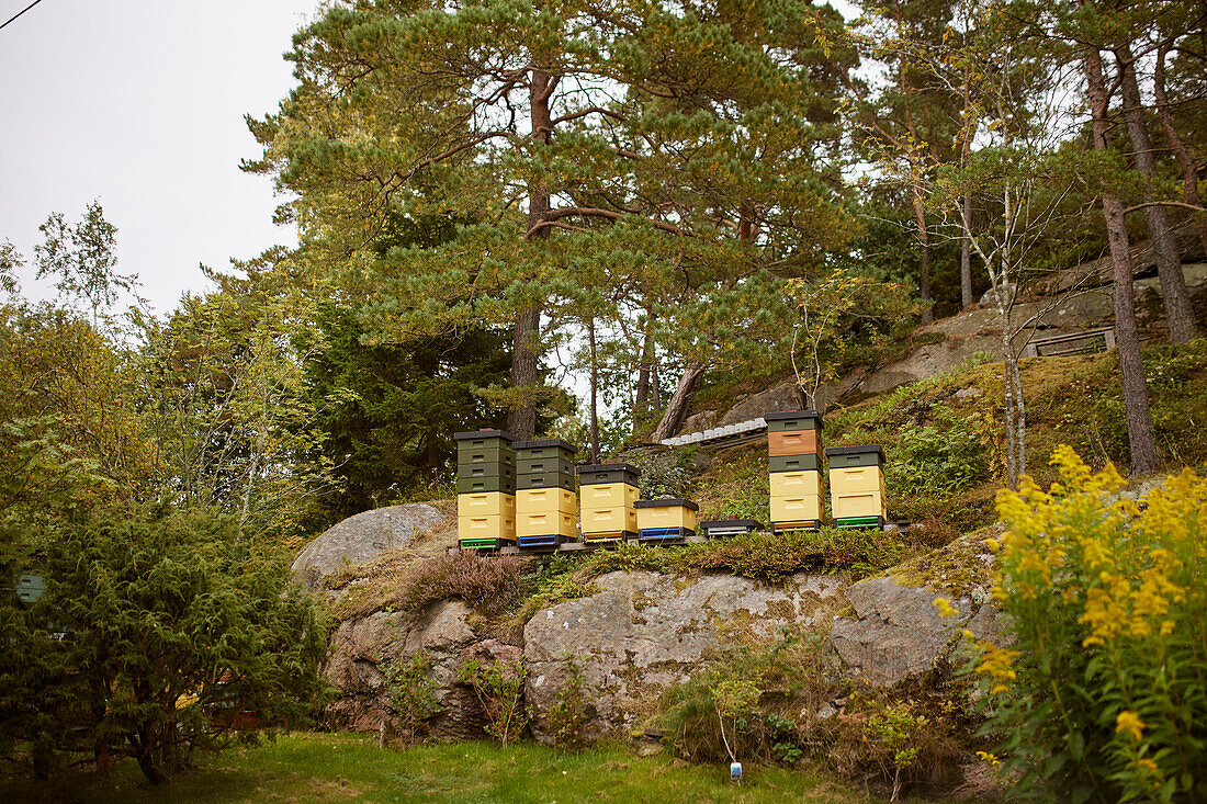 Bienenstöcke auf einem Felsen