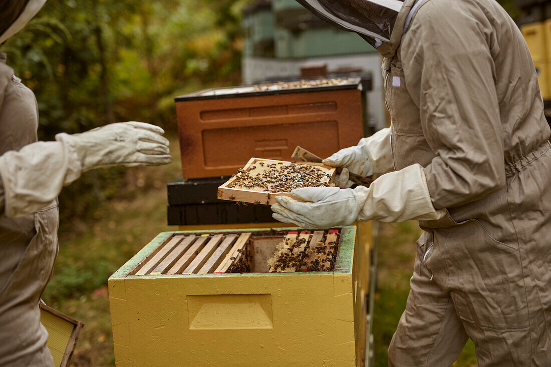 Bee-keepers during work