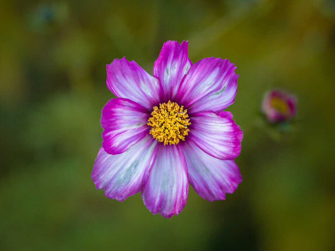 Nahaufnahme einer rosa und weißen Blume