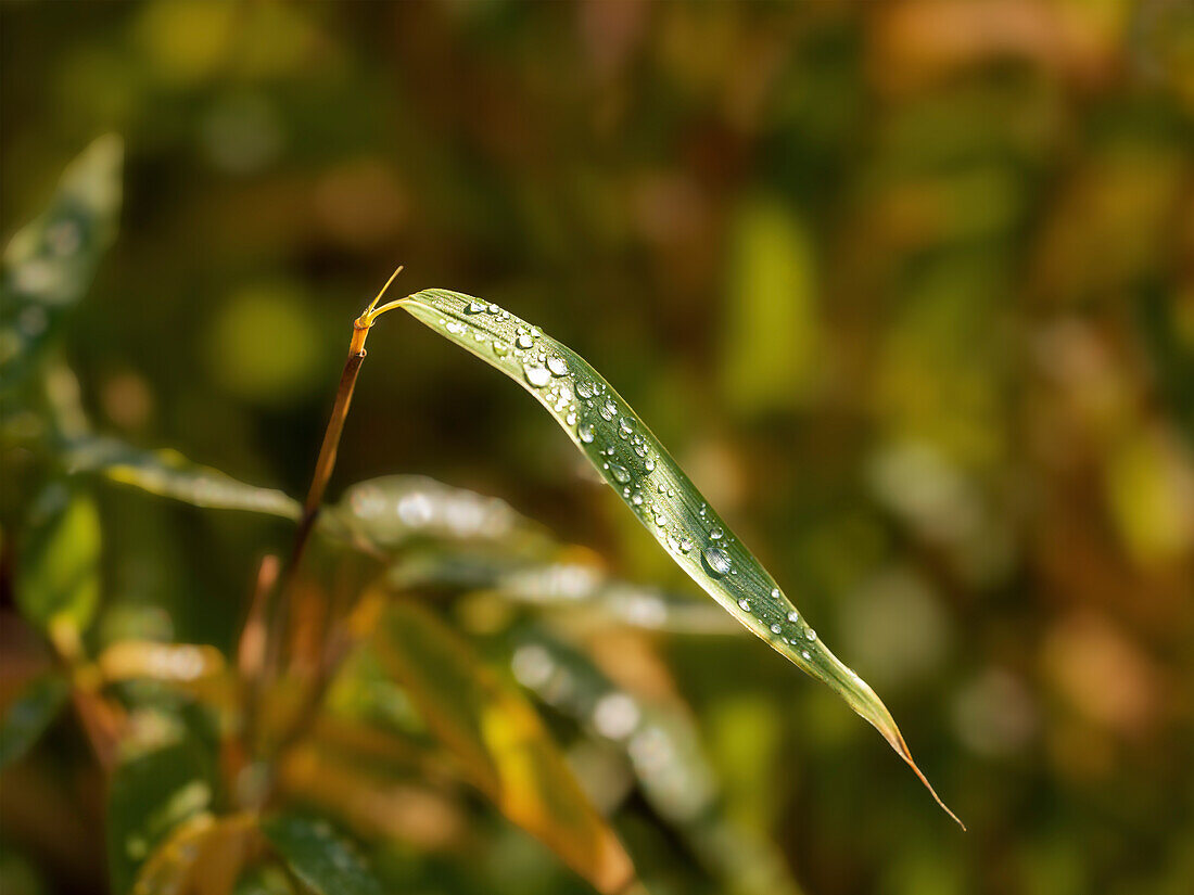 Wassertropfen auf Blättern