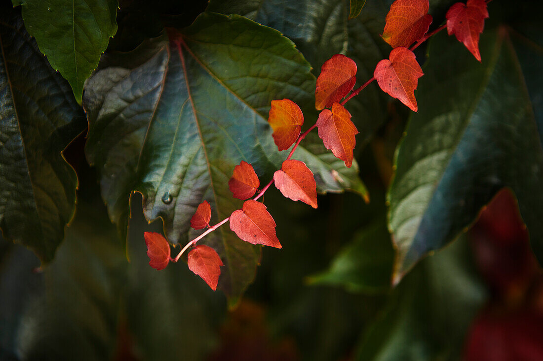 Close-up of leaves