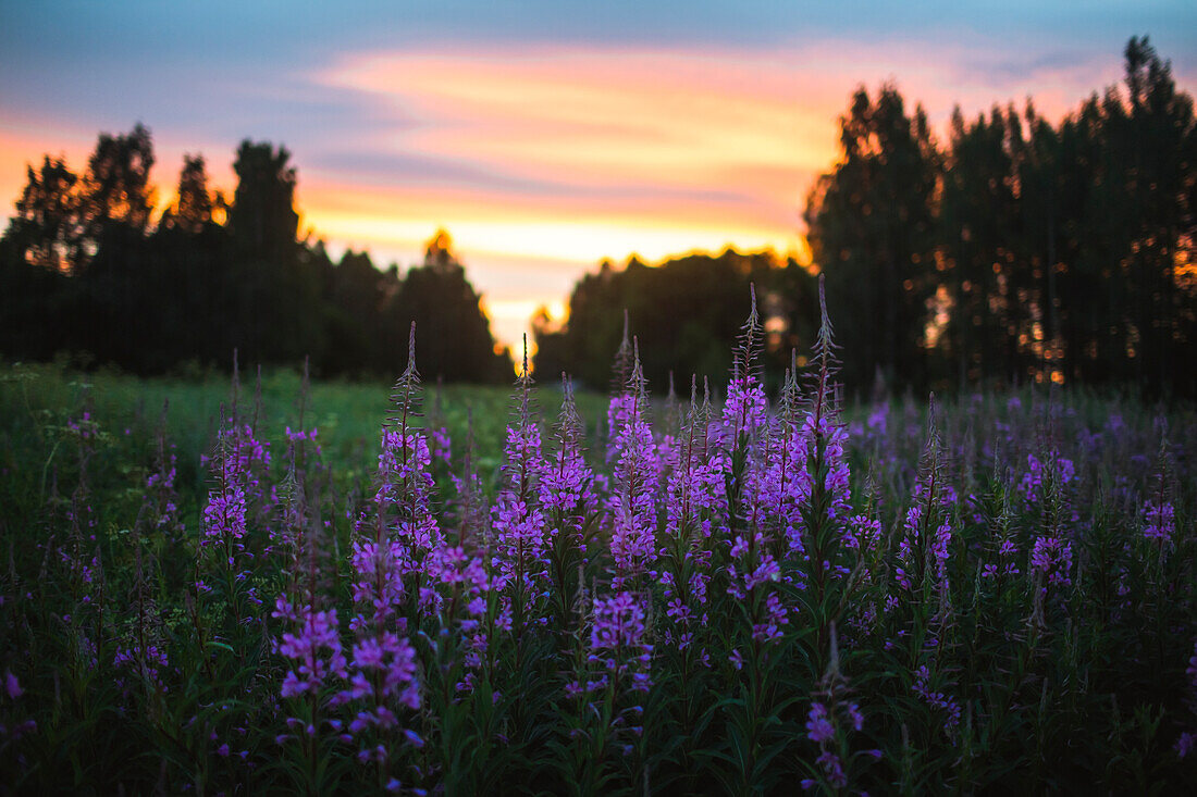 Lila Wildblumen auf einer Wiese bei Sonnenuntergang