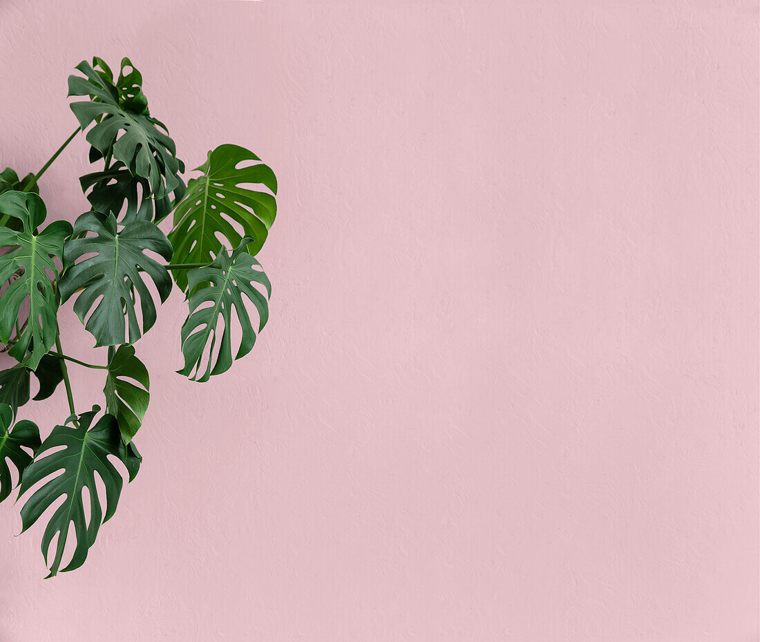 Monstera-Pflanze vor rosa Hintergrund