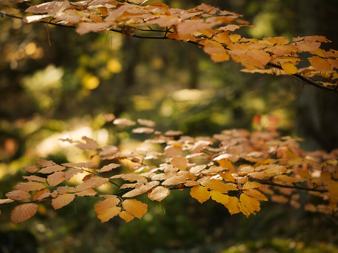 Herbstblätter auf einem Baum