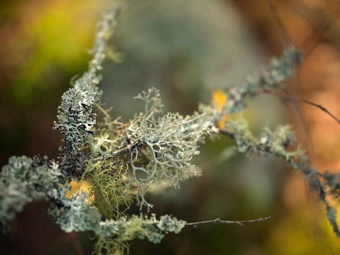 Lichen growing on twigs
