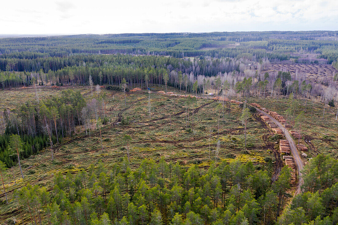 Aerial view of cleared forest section