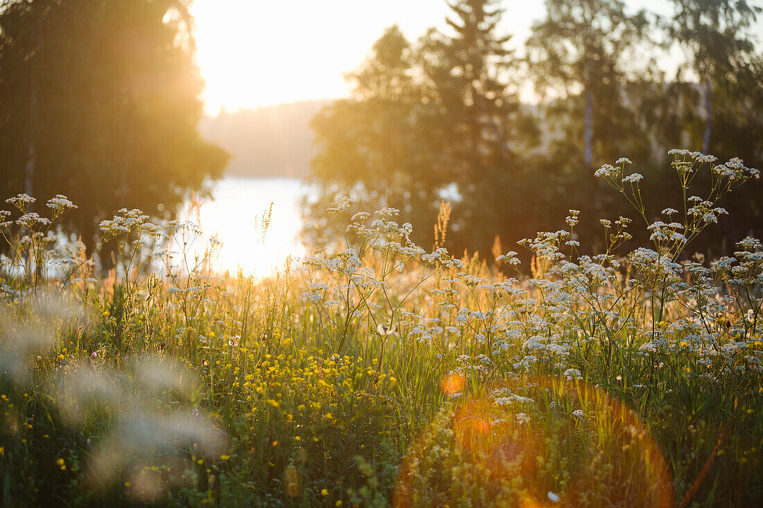 Wildblumen auf einer Wiese bei Sonnenaufgang