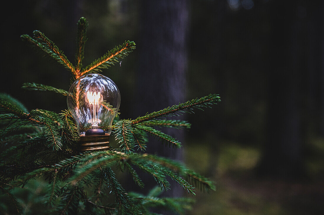 Beleuchtete Glühbirne auf einem Baum im Wald