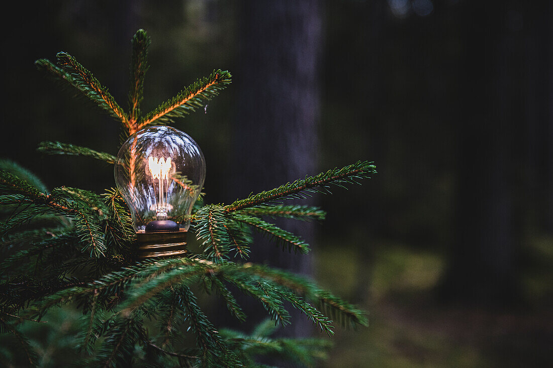 Lit light bulb on tree in forest