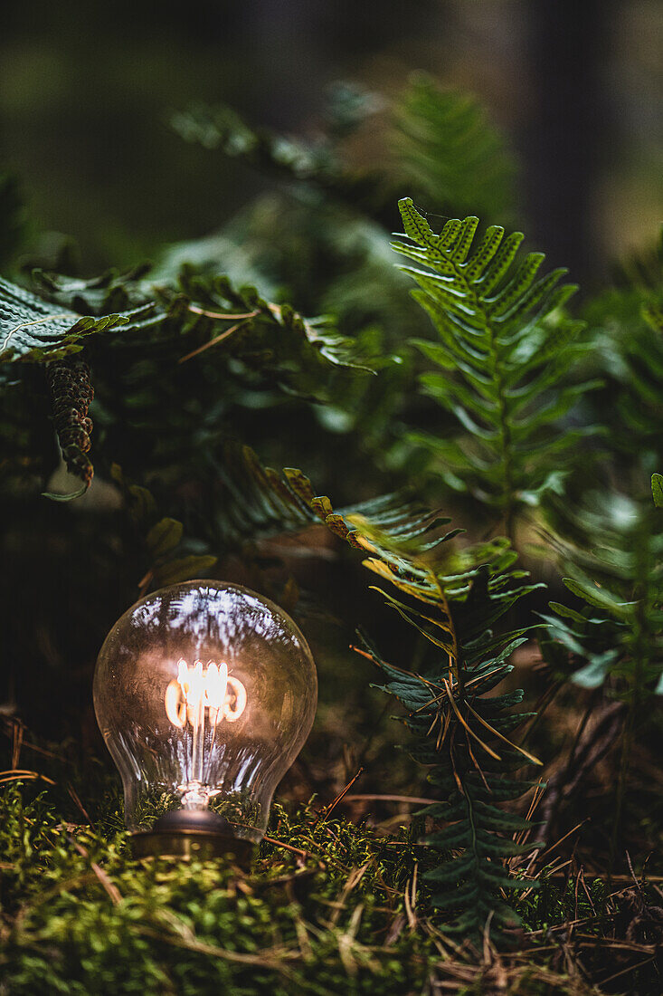Lit light bulb among ferns in forest