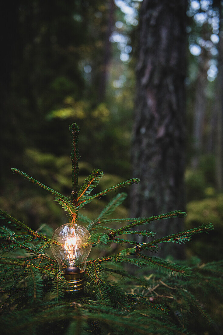 Lit light bulb on tree in forest