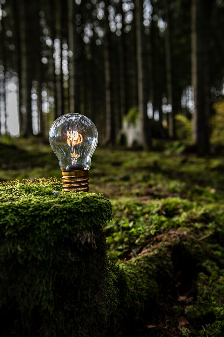Lit light bulb on moss in forest