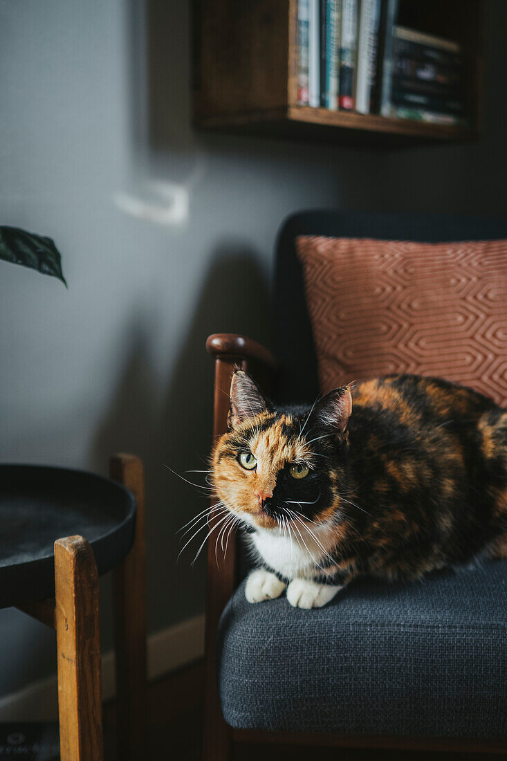 Tri-colored cat sitting on armchair