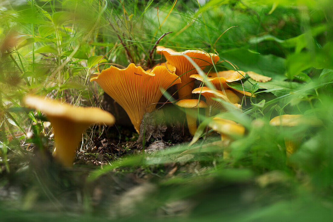 Pfifferlinge wachsen im Wald