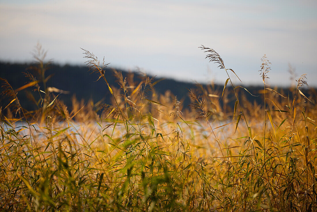 Blades of grass at lakeshore