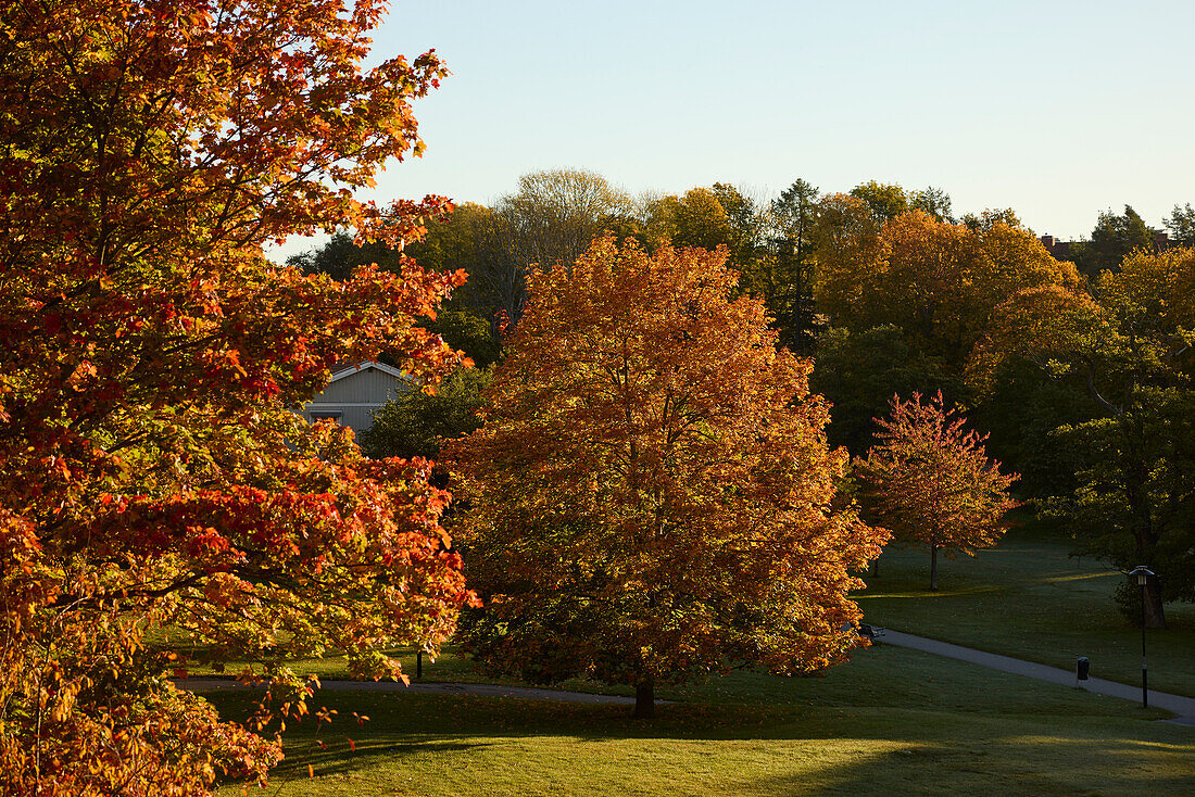 Public park in autumn