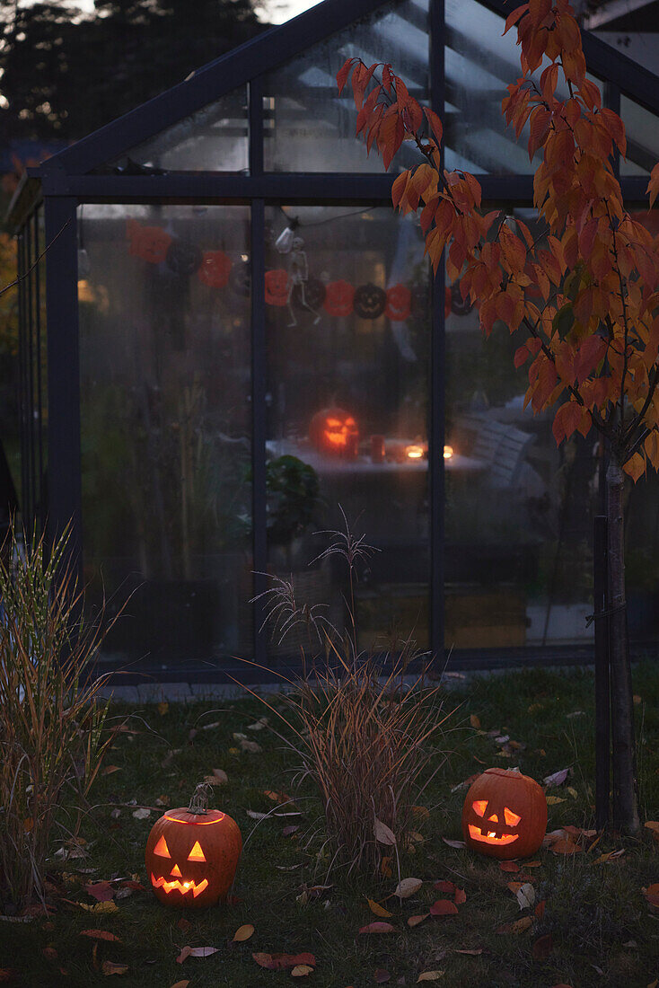 Carved Jack-o-lanterns in garden