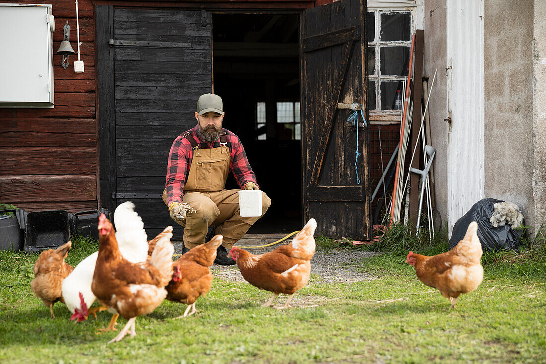 Männlicher Bauer füttert Hühner im Freien