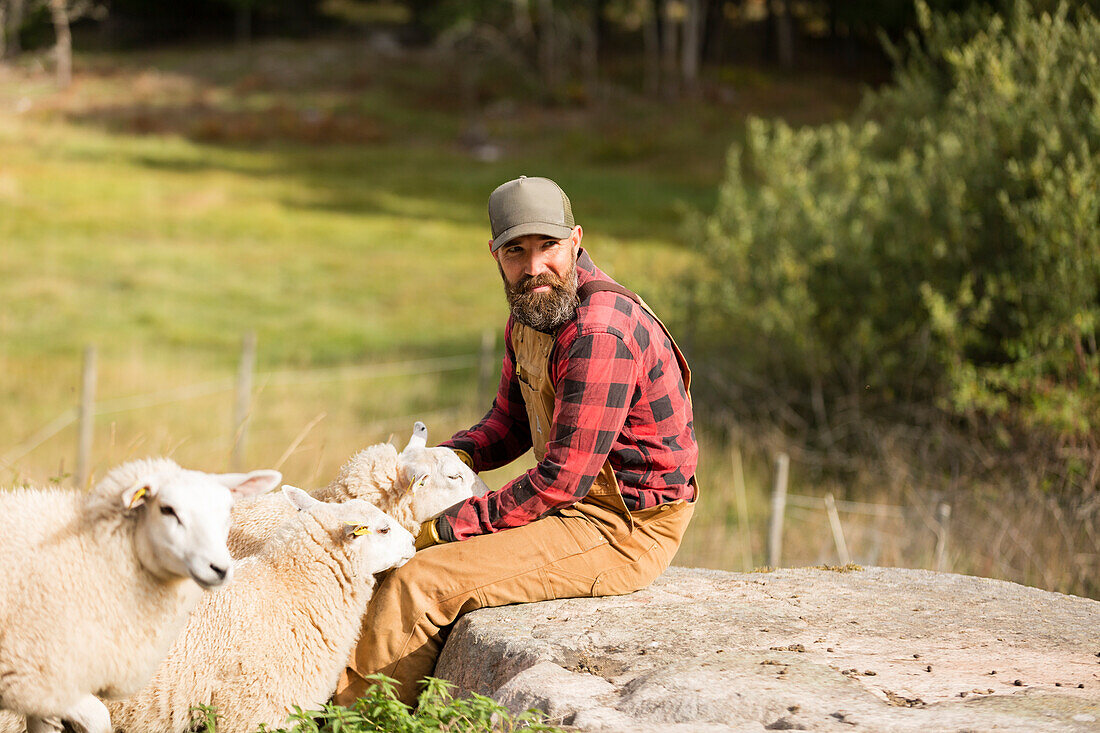 Landwirt mit Schafen auf dem Feld
