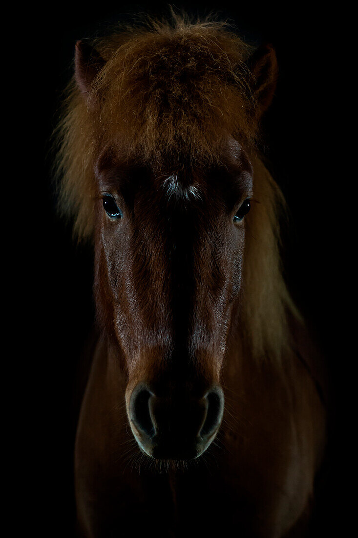 Brown horse against black background