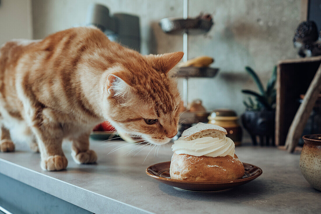 Cat smelling whipped cream from bun