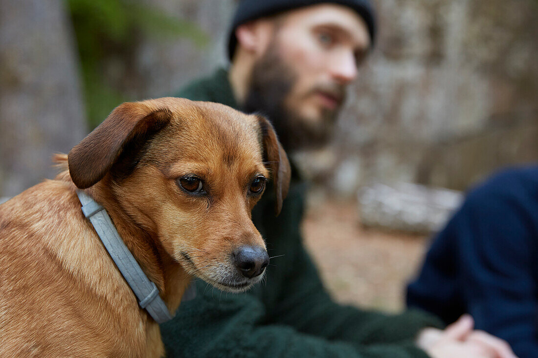 Dog looking at camera, man in background