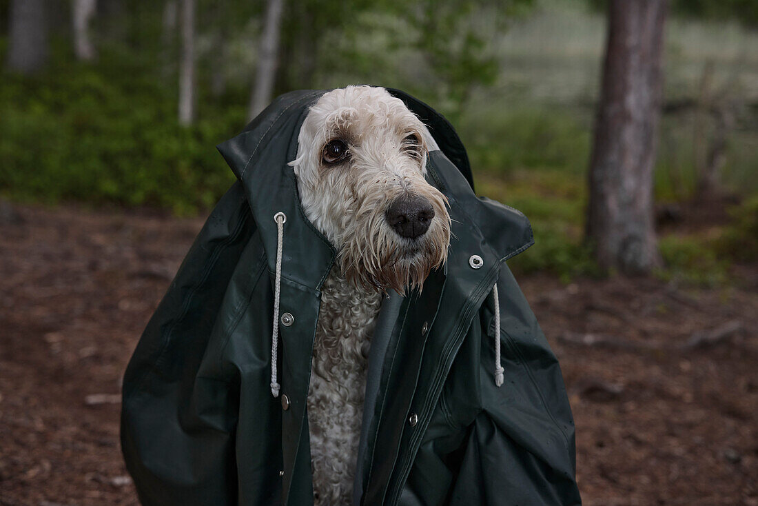 Dog wearing raincoat looking away