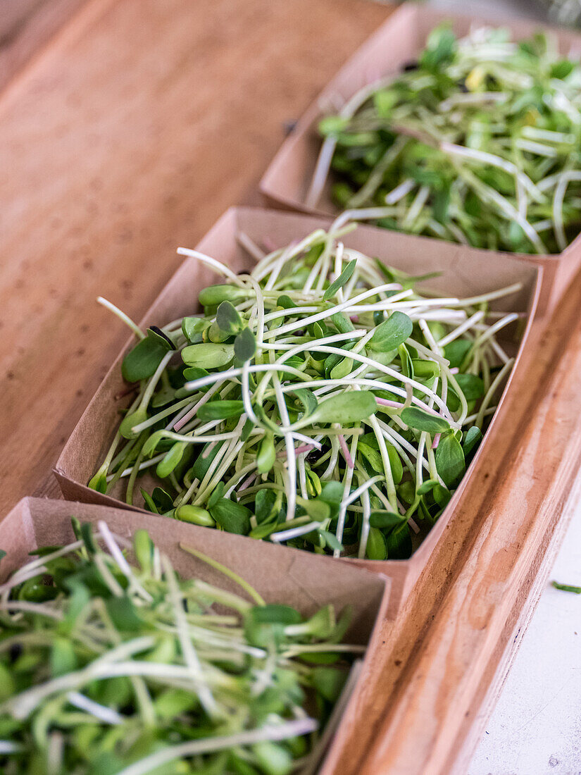 Close-up of green shoots in boxes