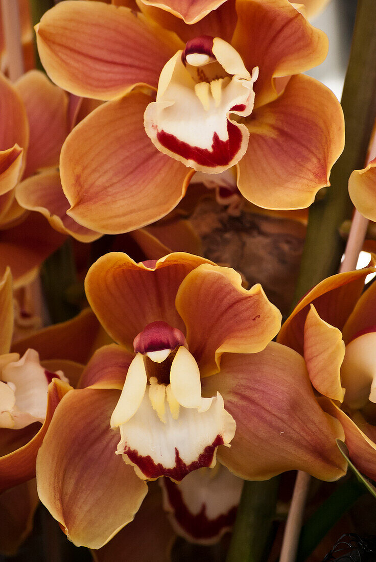 Orange orchids